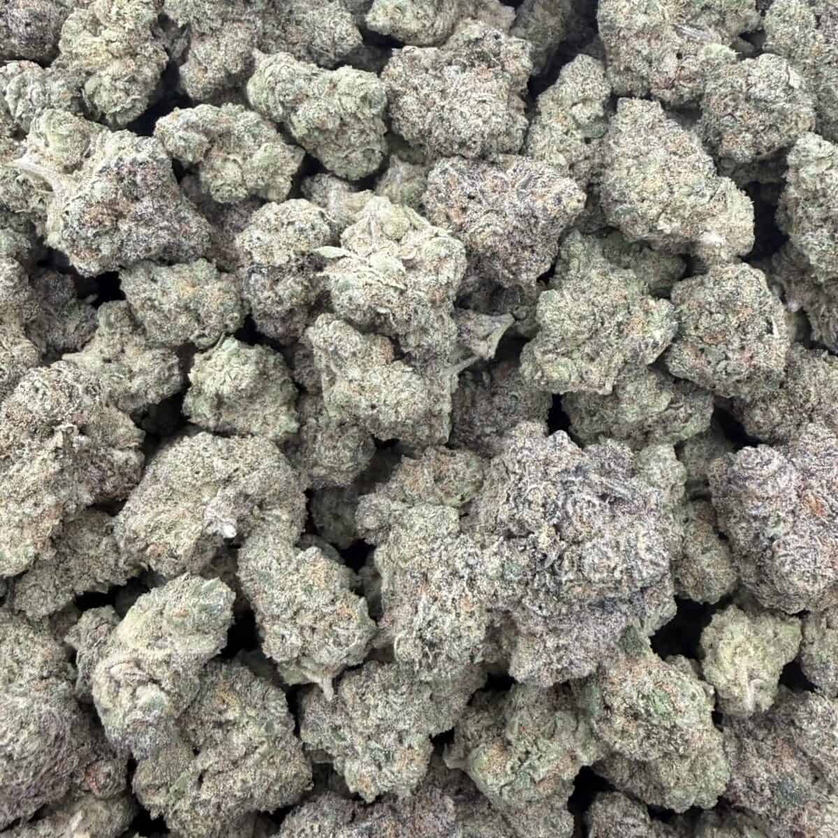 Jack Herer - Image 3