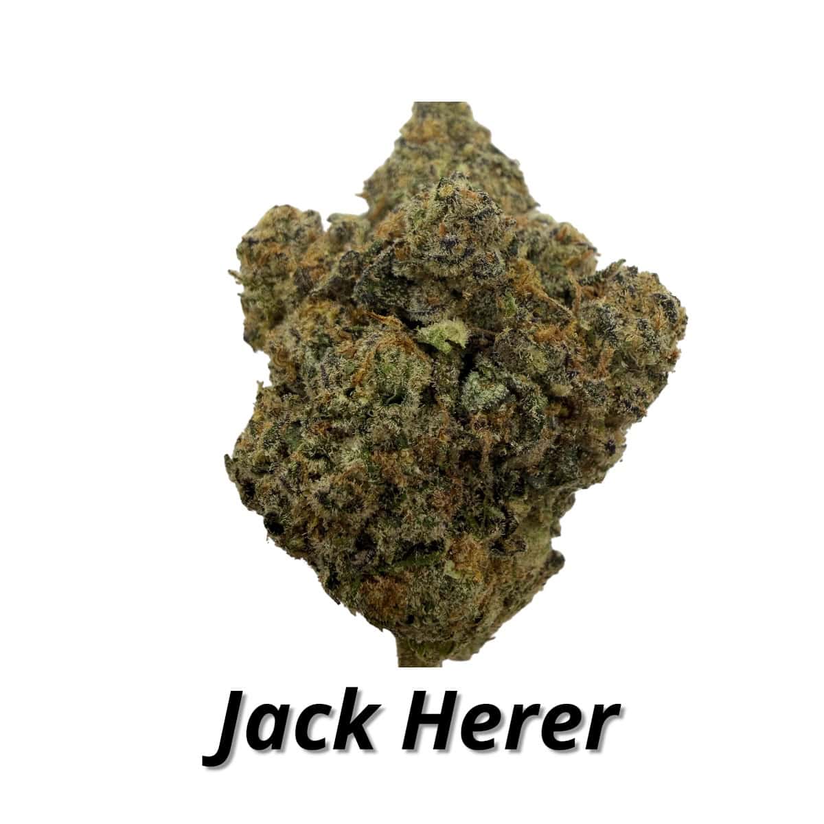 Jack Herer