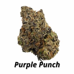 High-quality Purple Punch THCa flower with vibrant colors and dense buds.