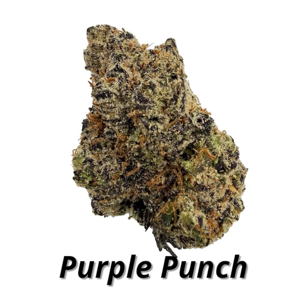 High-quality Purple Punch THCa flower with vibrant colors and dense buds.